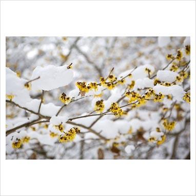 Giardino d’inverno: le fioriture degli Hamamelis.