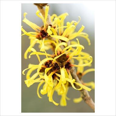 Giardino d’inverno: le fioriture degli Hamamelis.