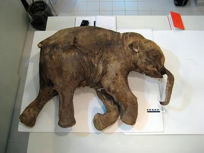 I mammut potrebbero presto tornare a vivere mammut