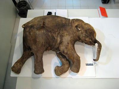 mammut