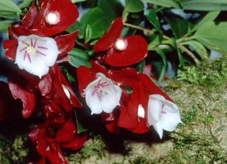 il fiore Tagimoucia - Taveuni, Fiji