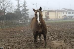 cavallo, festa valmadonna