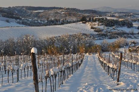 La vigna più bella