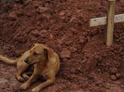 Foto giorno gennaio 2011 leao, cane veglia padrona morta