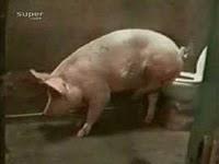 PIIGS EFSF EFSM FFFF PSSST PRRRR PIIGS EFSF EFSM FFFF PSSST PRRRR