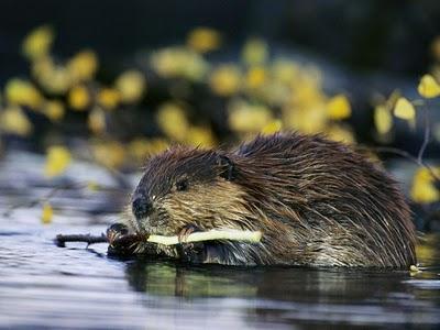 I castori costruiscono habitat ideali per i pipistrelli castoro pipistrelli