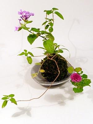 la rubrica di Dana: KoKedama.