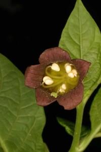 Omeopatia si:  Belladonna e febbre.