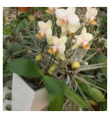 Fino a fine gennaio 2011 prosegue il test “Orchidee e Maxi-Cubi” del blog Fiori&Foglie; del TgCom