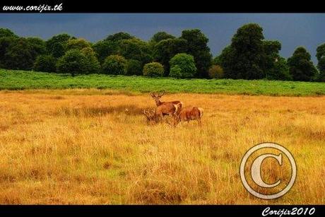 Viaggio fotografico Richmond Park - London