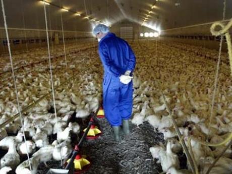 Il pollo OGM ci difende dall’influenza