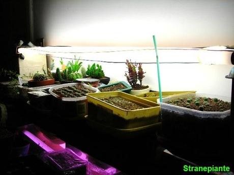 Suggerimenti per seminare in casa sotto i neon e anticipare la primavera