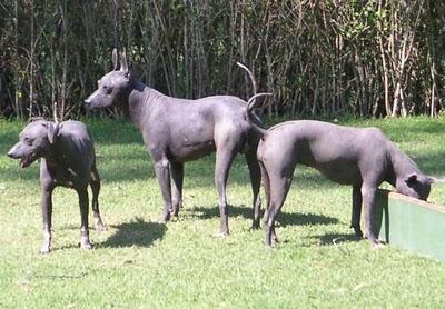 Osso di cane domestico ritrovato in feci umane risalenti a 9400 anni fa cane america feci umane