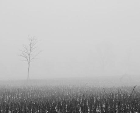 Nebbia (visioni d’inverno) / Fog: winter visions