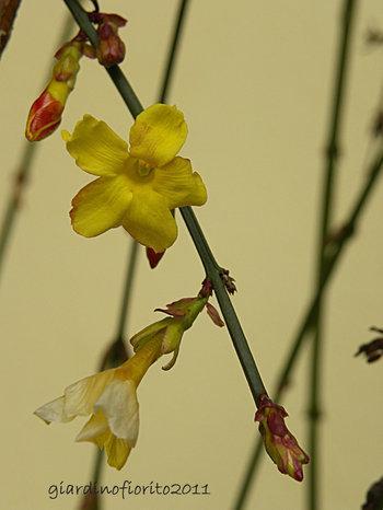 Giardino in inverno