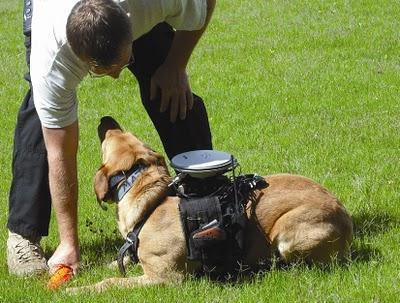 Cani a controllo remoto cane