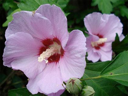 La coltivazione delle principali specie del genere Hibiscus