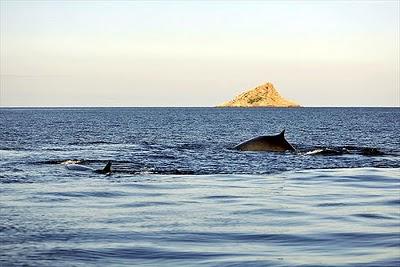 FOTO DEL GIORNO 20 GENNAIO 2011 : NELL'AREA DI TAVOLARA SI VEDONO SUQLI TIGRE E BALENE