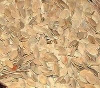 C.I.L. Vs Gli Sbucciati - I Pagelloni