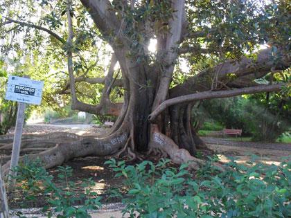 Alberi monumentali, il Ficus macrophylla del giardino Bellini a Catania