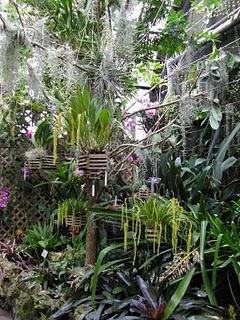 Il mondo delle orchidee a portata di click