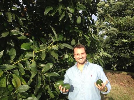 Andrea, Hemingway e l’avocado