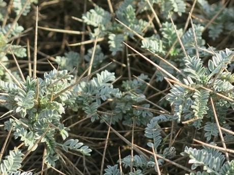 Astragalus thermensis pianta endemica della Sardegna