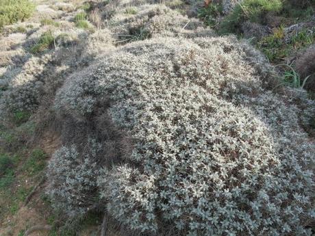 Astragalus thermensis pianta endemica della Sardegna