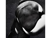 Blackfish