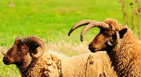 Calf of Man, dove i caproni hanno sei corna!