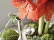 Amaryllis feste