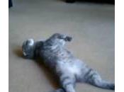 gatto addormenta sveglia richiesta (Video)