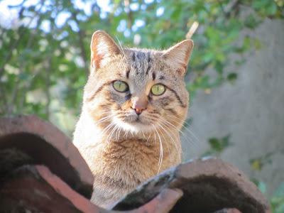 NON DIRE GATTO SE CE L'HAI SUL TETTO