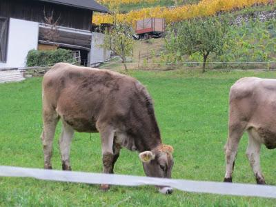 ANCOR ALTO ADIGE (STORIE DEL PICCHIO VERDE E DELLA PECORA-ELEFANTE)