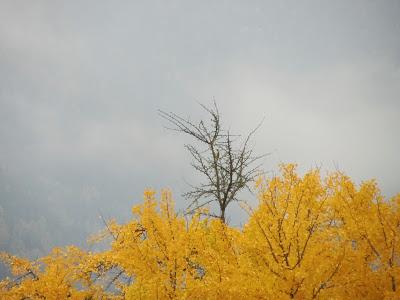 ANCOR ALTO ADIGE (STORIE DEL PICCHIO VERDE E DELLA PECORA-ELEFANTE)