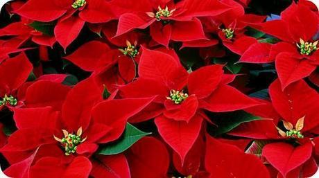 10 idee regalo a 10€ per un Natale low cost (ma non triste) Stella-di-Natale-come-curarla-e-farla-fiorire