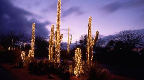10 idee regalo a 10€ per un Natale low cost (ma non triste) christmas-lights-on-cactus-at-dusk_p