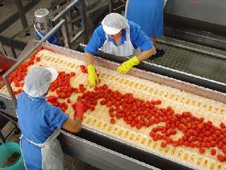 Il pomodoro nell'industria alimentare