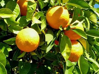 Arancio e digestione ecco come funziona.