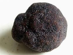 tubermelanosporum1