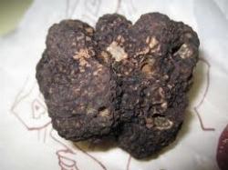 tubermelanosporum2