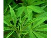 Cannabis adolescente? Fumarla regolarmente danneggia memoria