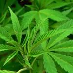 Cannabis da adolescente? Fumarla regolarmente danneggia la memoria