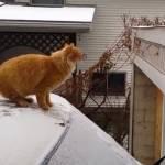 Epic fail di Waffles il gatto: salto cortissimo dalla macchina innevata (Video)