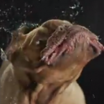 Cani che scuotono la testa: il video in slow motion