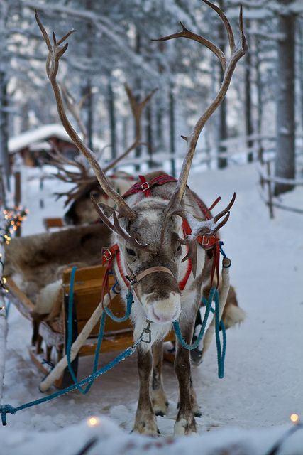 reindeer