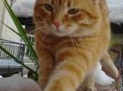 Come proteggere animali freddo: vademecum Enpa