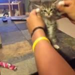 Il gattino balla il rap con la canzone “Get Silly” (Video)