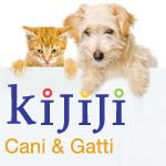 Kijiji, annunci cani e gatti