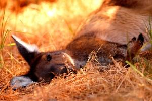 Quella Volta in Cui Ho Investito un Canguro